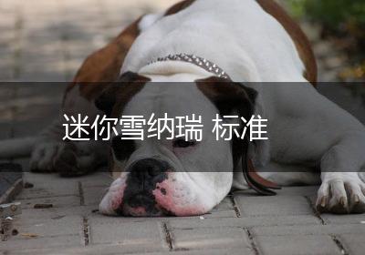 迷你雪纳瑞 标准