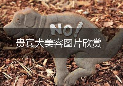 贵宾犬美容图片欣赏