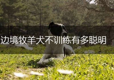 边境牧羊犬不训练有多聪明