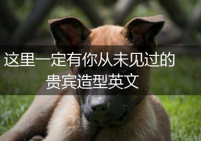 这里一定有你从未见过的贵宾造型英文