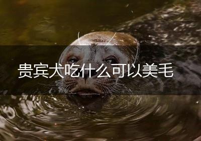 贵宾犬吃什么可以美毛