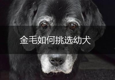 金毛如何挑选幼犬