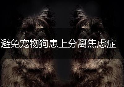 避免宠物狗患上分离焦虑症