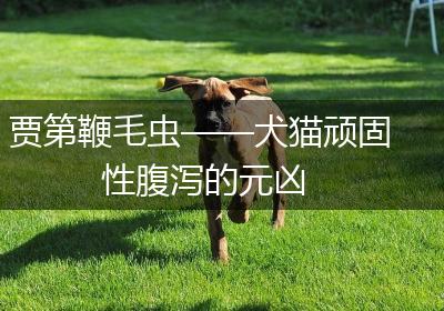 贾第鞭毛虫——犬猫顽固性腹泻的元凶
