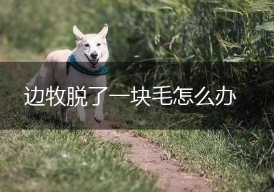 边牧脱了一块毛怎么办