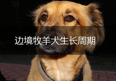 边境牧羊犬生长周期