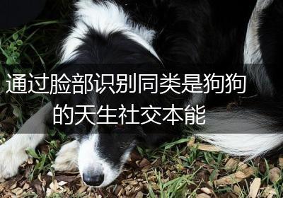 通过脸部识别同类是狗狗的天生社交本能