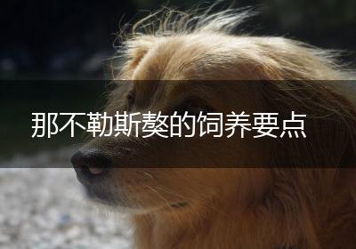 那不勒斯獒的饲养要点