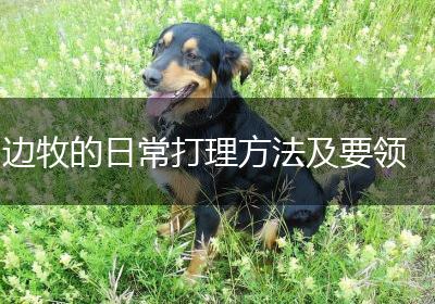 边牧的日常打理方法及要领