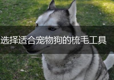 选择适合宠物狗的梳毛工具