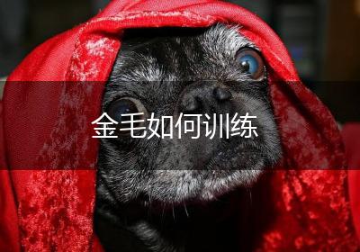 金毛如何训练