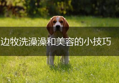 边牧洗澡澡和美容的小技巧