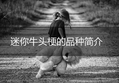 迷你牛头梗的品种简介