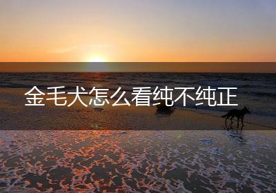 金毛犬怎么看纯不纯正