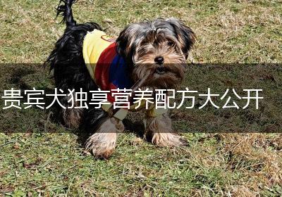 贵宾犬独享营养配方大公开