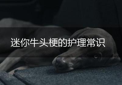 迷你牛头梗的护理常识