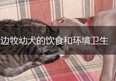 边牧幼犬的饮食和环境卫生