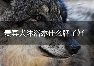 贵宾犬沐浴露什么牌子好