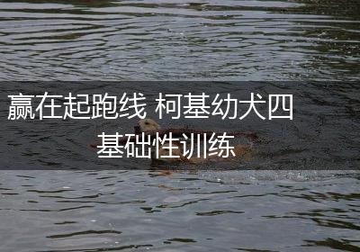 赢在起跑线 柯基幼犬四基础性训练