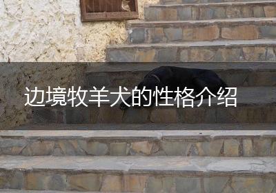 边境牧羊犬的性格介绍