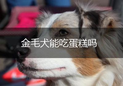 金毛犬能吃蛋糕吗