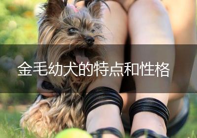 金毛幼犬的特点和性格