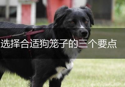 选择合适狗笼子的三个要点