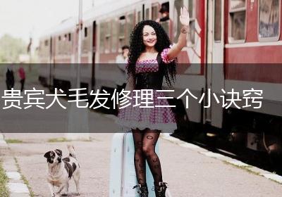 贵宾犬毛发修理三个小诀窍