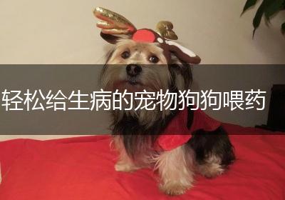 轻松给生病的宠物狗狗喂药