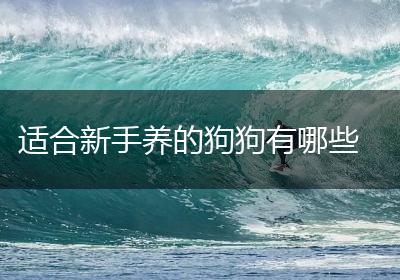 适合新手养的狗狗有哪些
