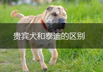 贵宾犬和泰迪的区别