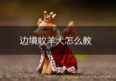 边境牧羊犬怎么教