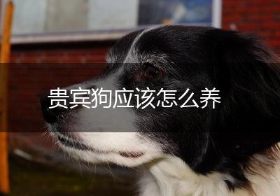 贵宾狗应该怎么养