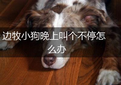 边牧小狗晚上叫个不停怎么办