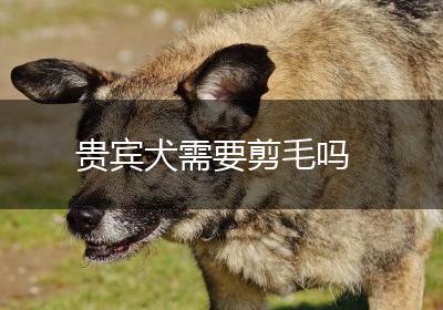 贵宾犬需要剪毛吗