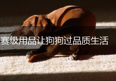赛级用品让狗狗过品质生活