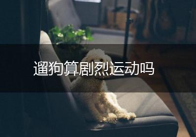 遛狗算剧烈运动吗