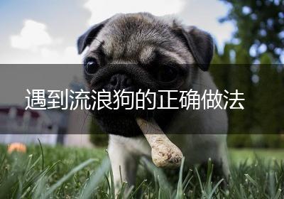 遇到流浪狗的正确做法