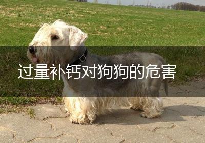 过量补钙对狗狗的危害