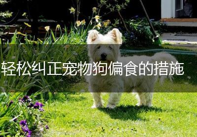 轻松纠正宠物狗偏食的措施