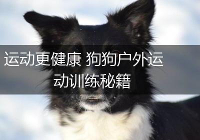 运动更健康 狗狗户外运动训练秘籍