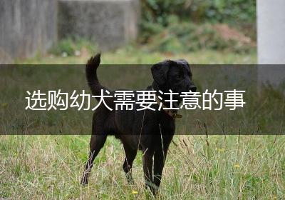 选购幼犬需要注意的事