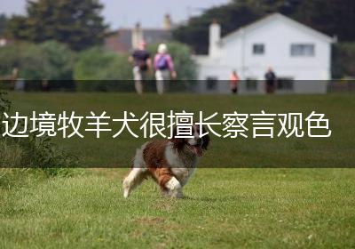 边境牧羊犬很擅长察言观色