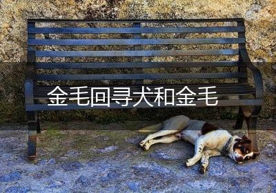 金毛回寻犬和金毛
