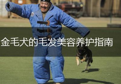 金毛犬的毛发美容养护指南