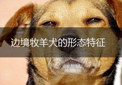 边境牧羊犬的形态特征