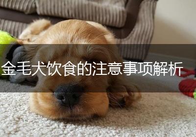 金毛犬饮食的注意事项解析
