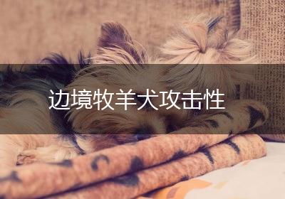边境牧羊犬攻击性