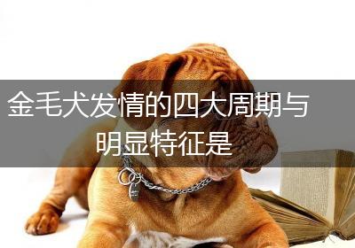 金毛犬发情的四大周期与明显特征是