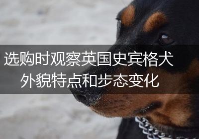 选购时观察英国史宾格犬外貌特点和步态变化